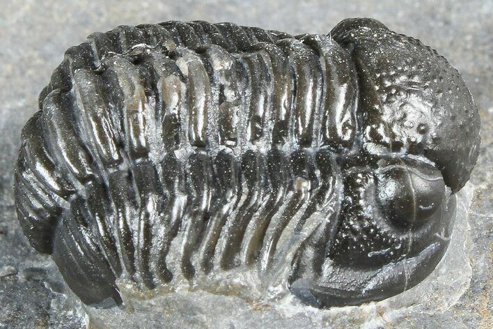 Detailed Gerastos Trilobite Fossil - Morocco #363961
